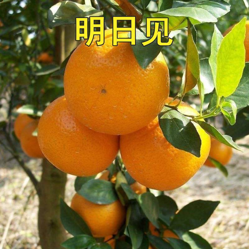 ˸Լռĸҹʦ358 :Զ 
