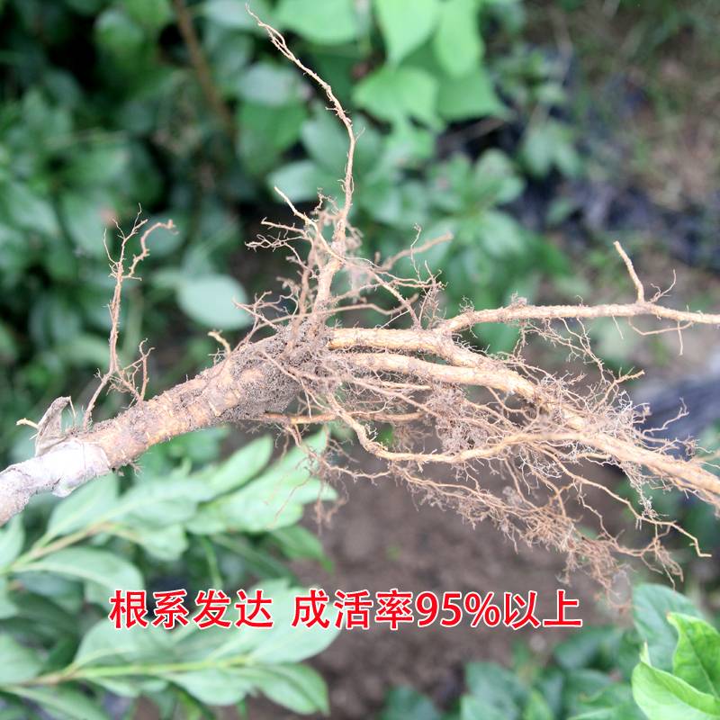 ҹʦ2927 :ehysuvor 