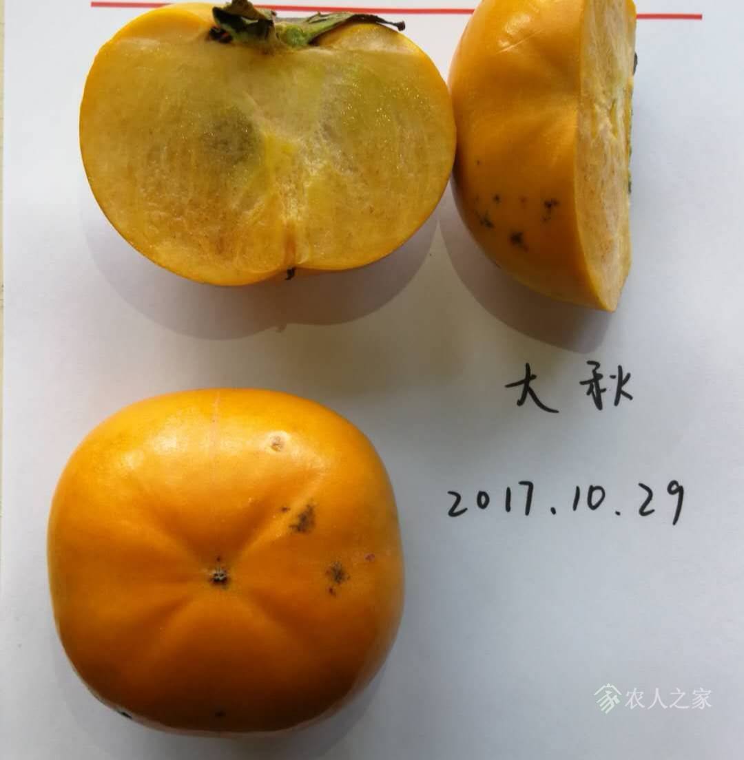 两个种类的脆甜柿引荐给年夜师9575 作者:ijetazumu 