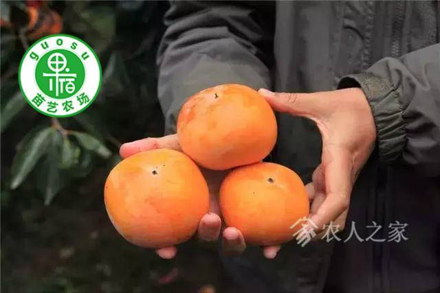 一年生日本太秋脆甜柿树苗969 作者:春意盎然2016 