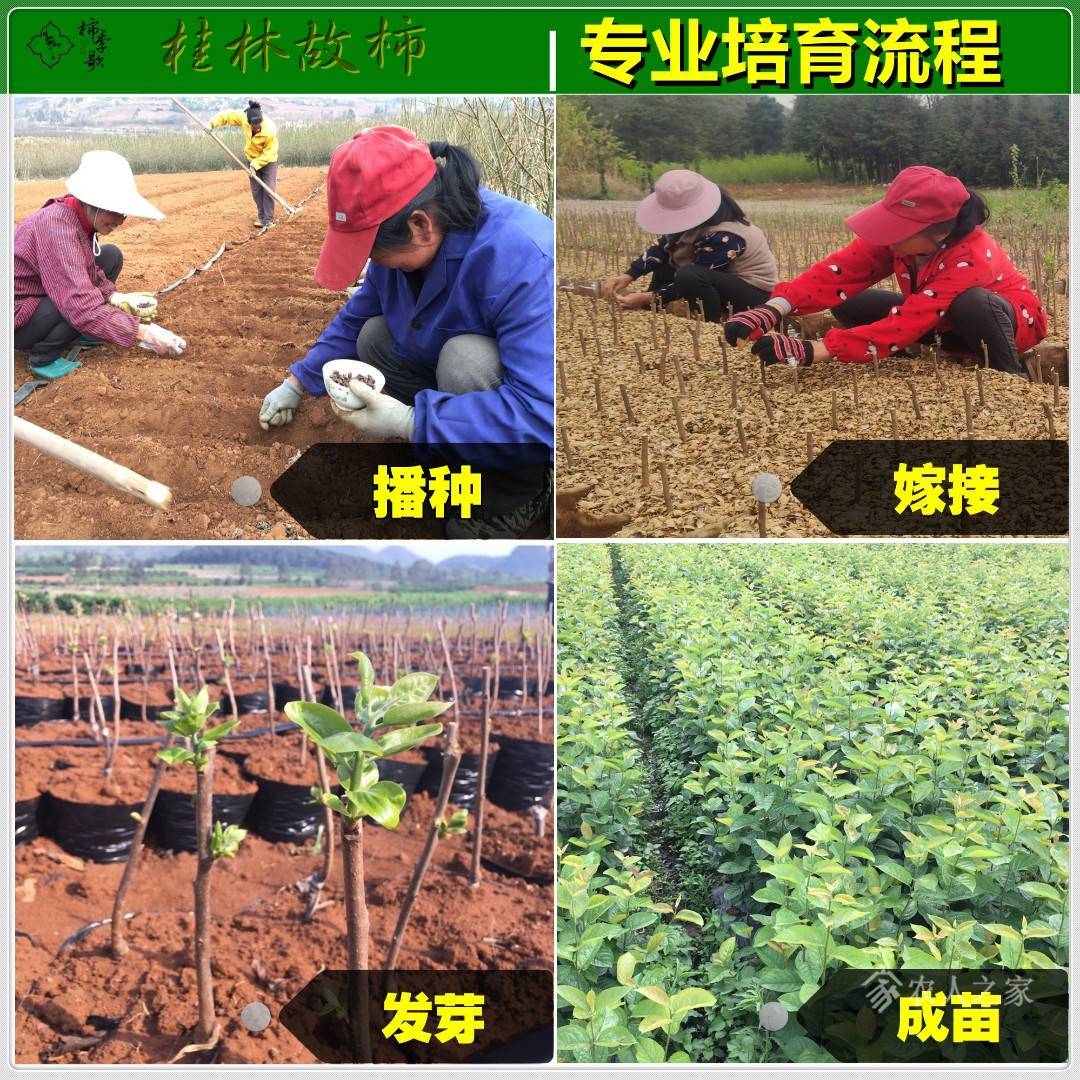 太秋甜柿苗、接穗、鸟柿苗及种子供应4501 作者:李圆子wzl 