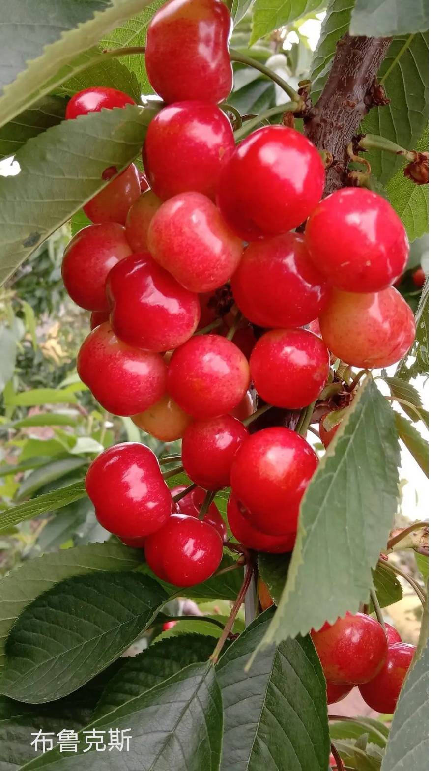 ľؼ۴2800 :123456911 