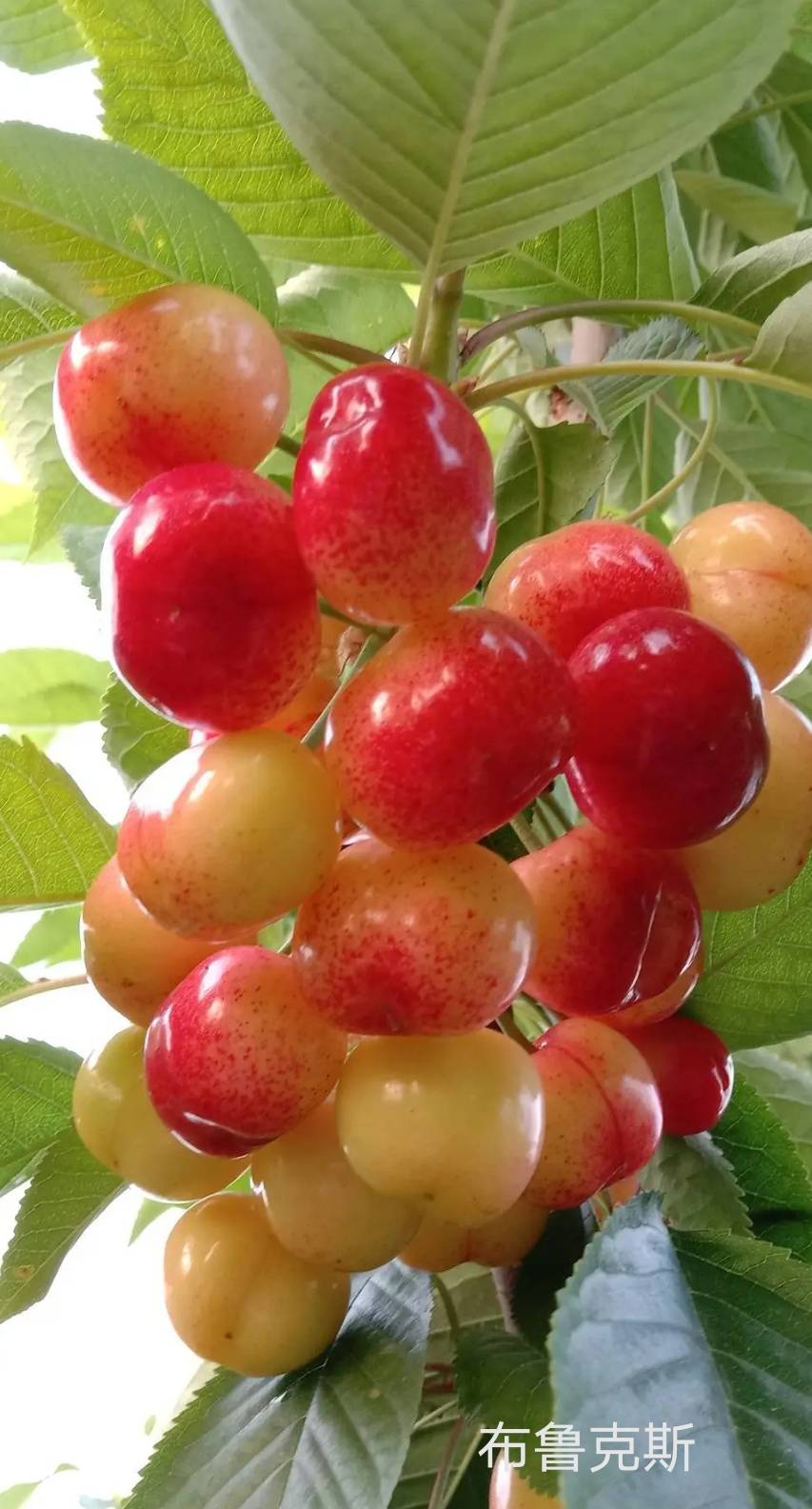 ʮYһK5ľ޽1882 :̬˼ 
