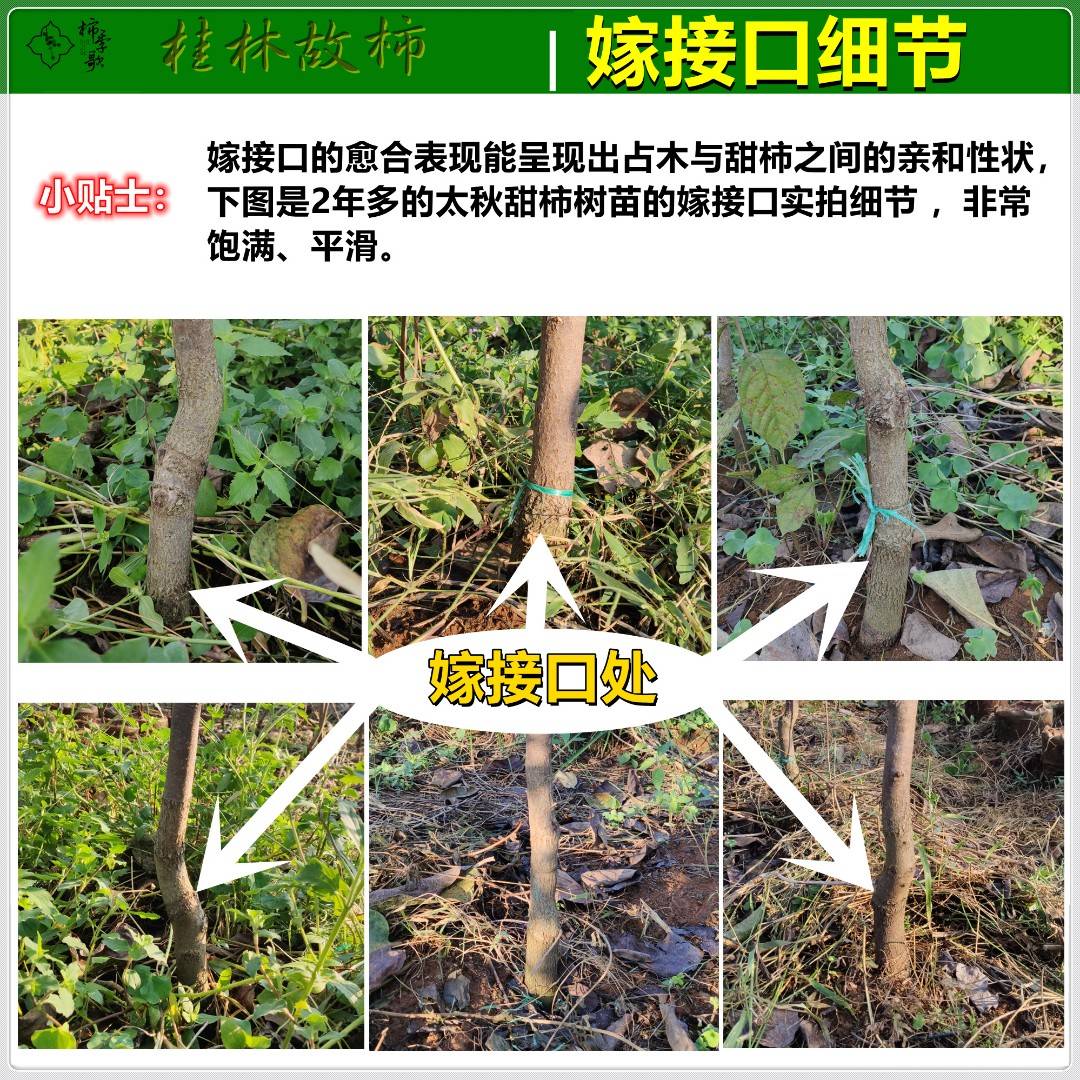 ƻǰֲ̫Ĺ׽סݵСβ9351 :hyq481 