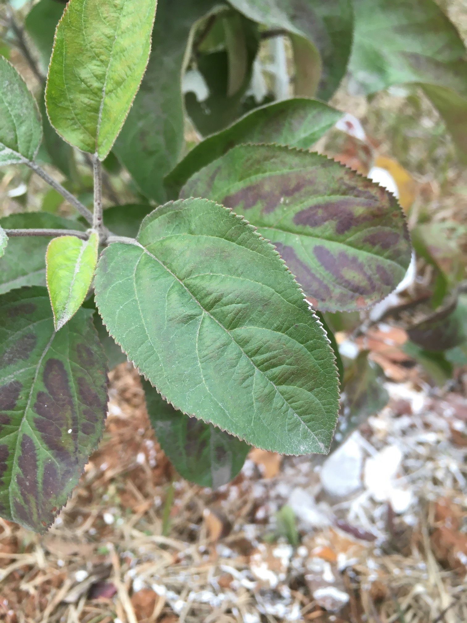 ʣƻǳ2871 :ecohodeq 