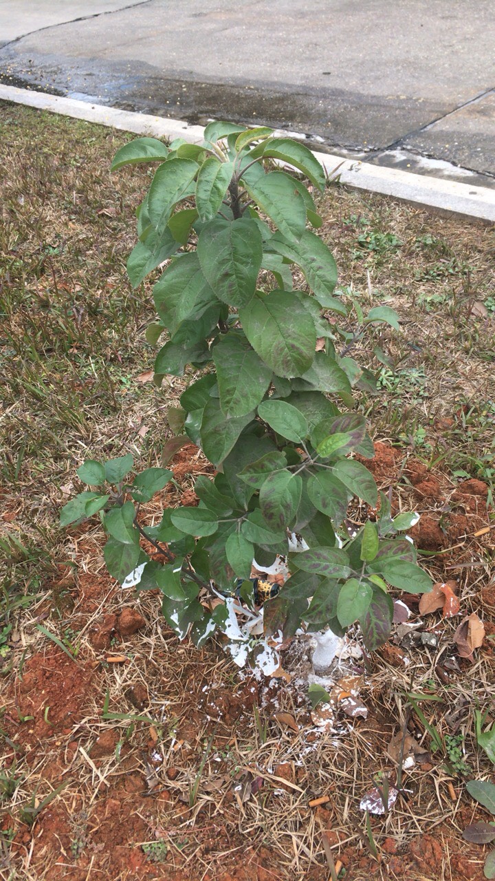 ʣƻǳ6375 :ecohodeq 