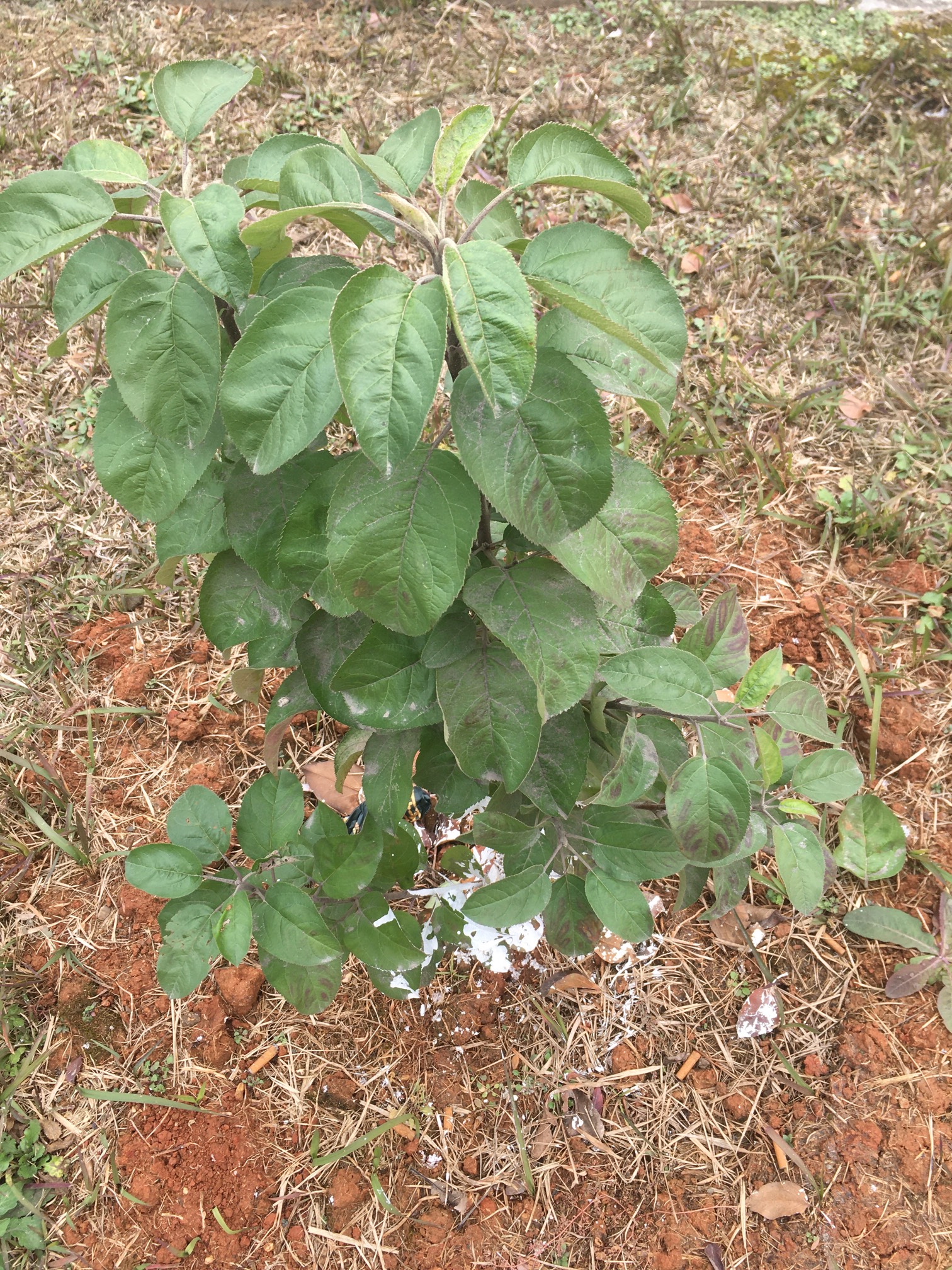ʣƻǳ1294 :ecohodeq 