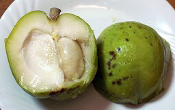 翻译】外国网站上有关白柿的一些内容- 冰淇淋果（Casimiroa ） - 水果 