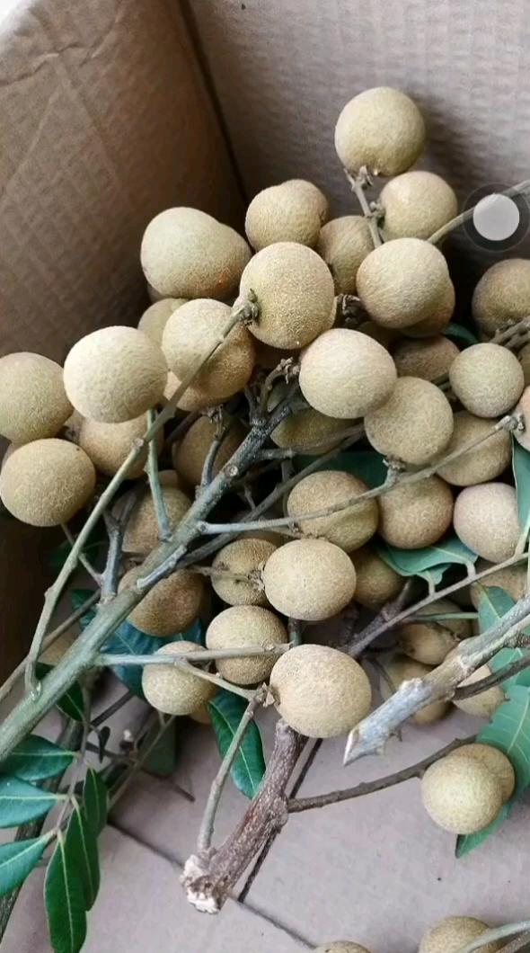 高州网友的古山二号熟了 - 龙眼(longan) -  水果邦农人之家  