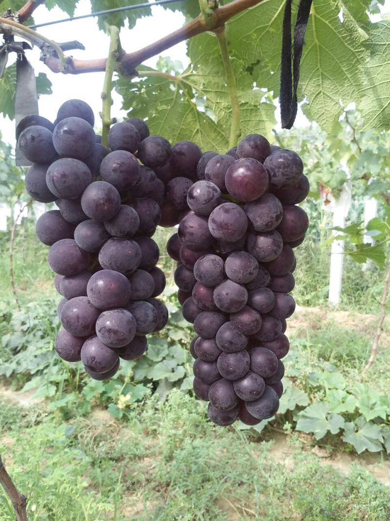 富农果品户太八号葡萄园