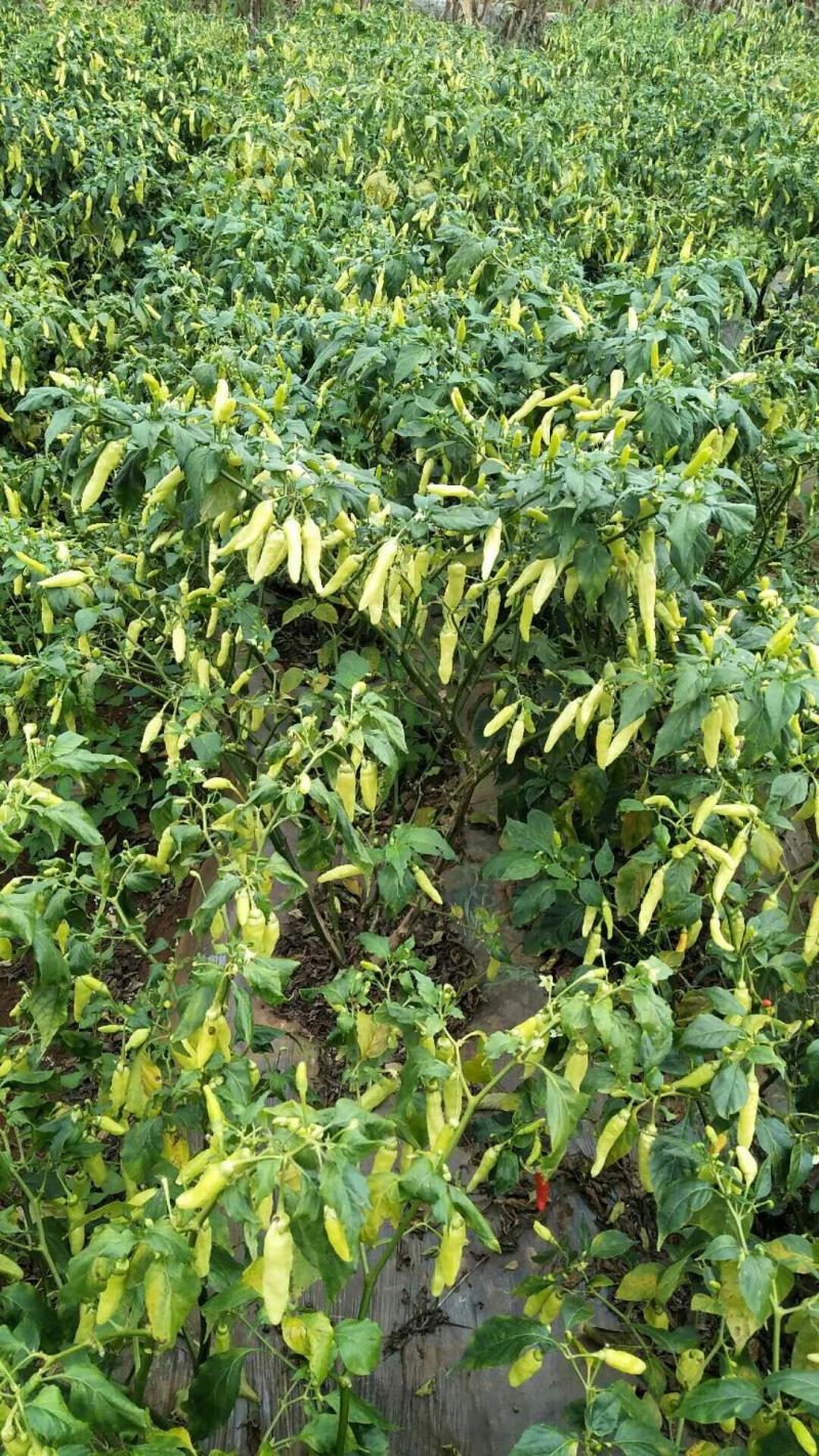 云南红河建水小米辣