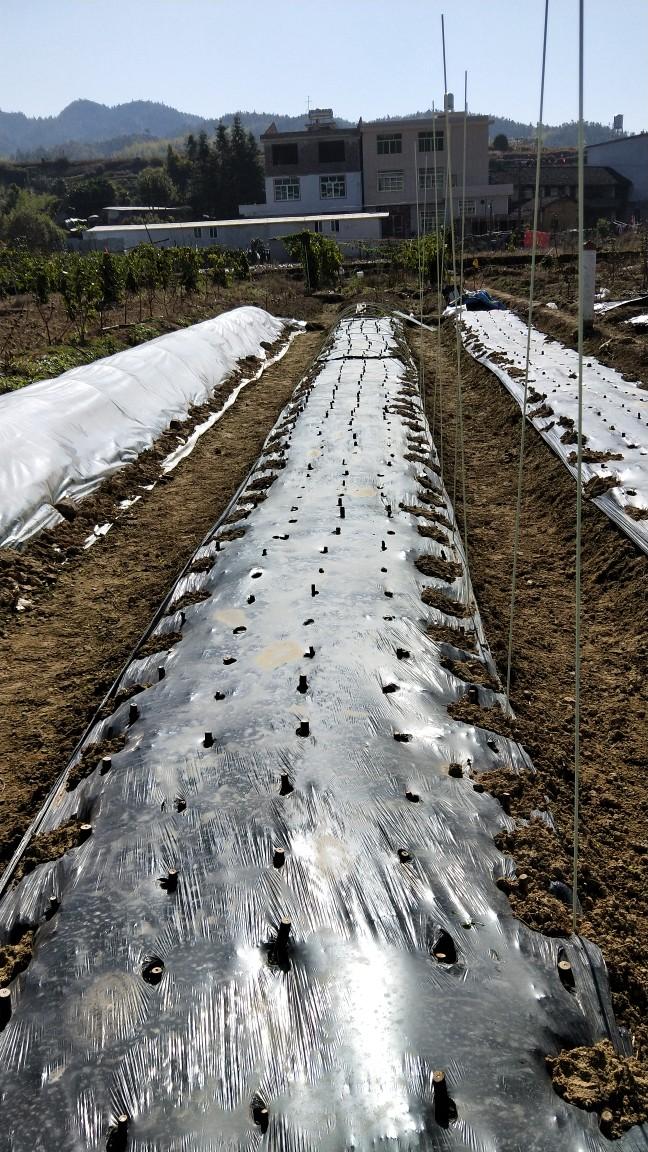 经验分享多么痛的领悟南方冬季小拱棚扦插育苗从希望到失望再到希望