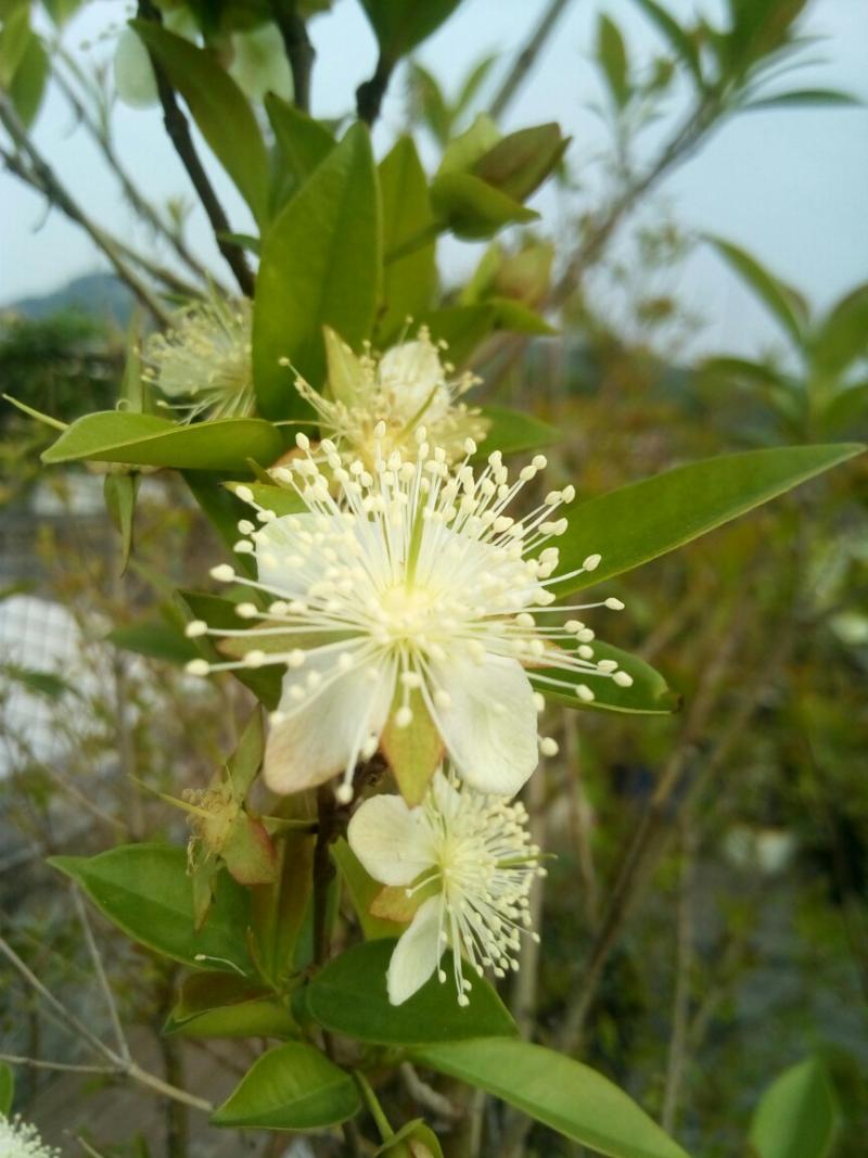 不负好好春光,三年了,巴西樱桃来花了,鹰嘴桃也开花了