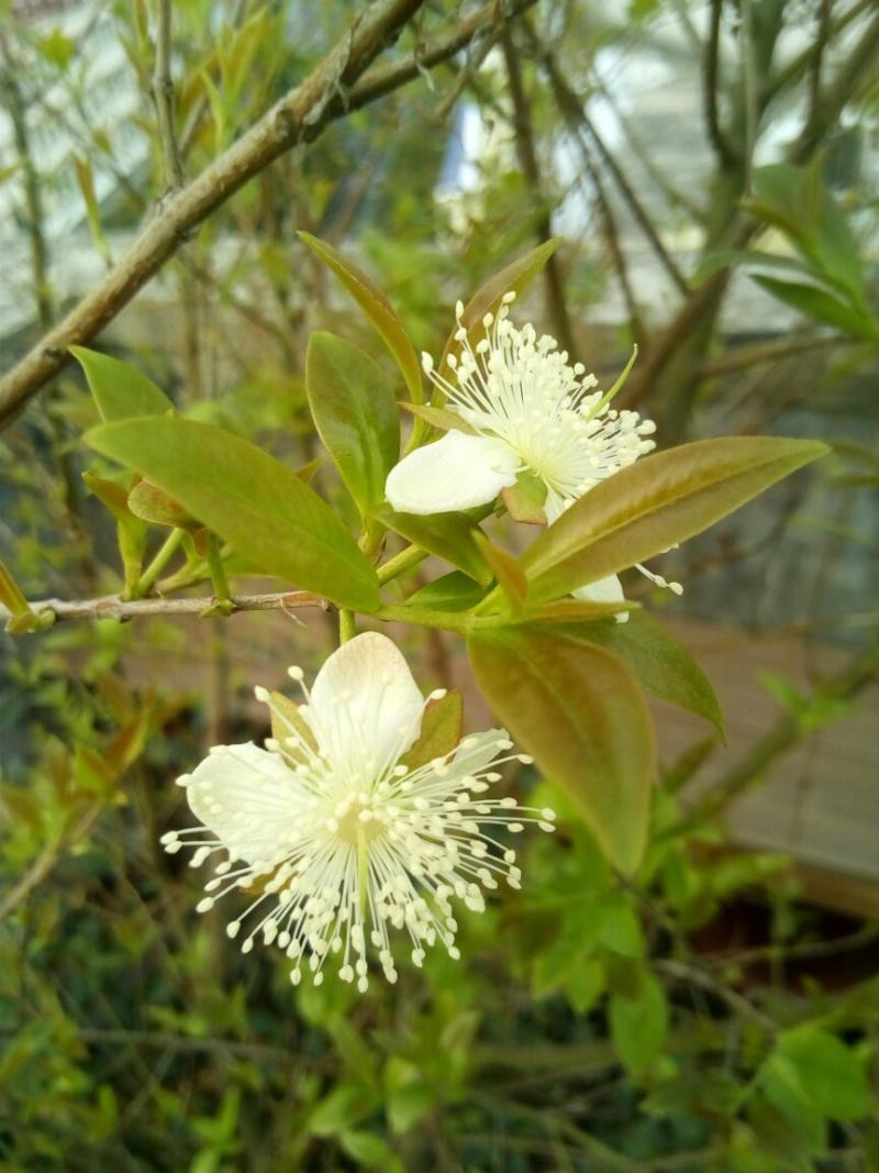 不负好好春光,三年了,巴西樱桃来花了,鹰嘴桃也开花了