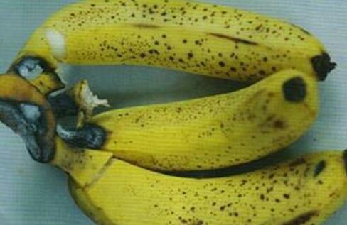 一,香蕉轴腐病症状及危害    香蕉轴腐病是香蕉在贮运期的常见病害