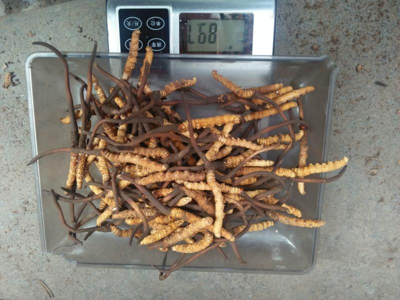 新鲜虫草 - 浙江农人之家 - 水果邦农人之家论坛