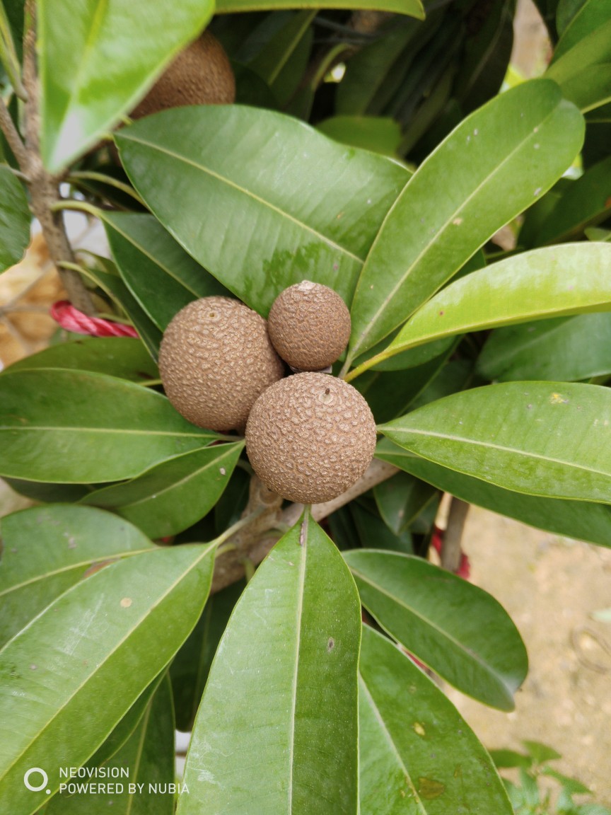 这是越南人心果吗?