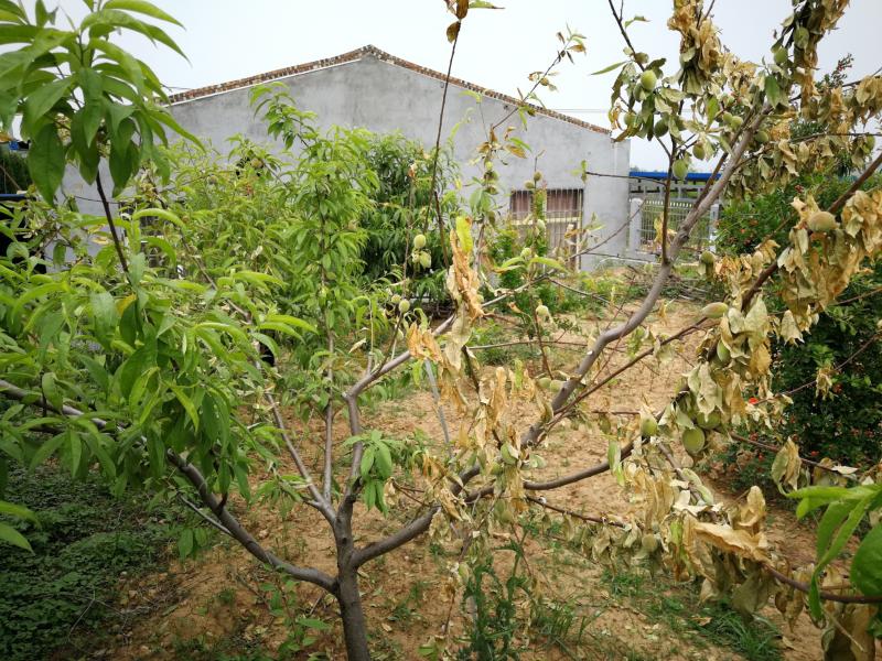 桃树整枝枯萎啥原因