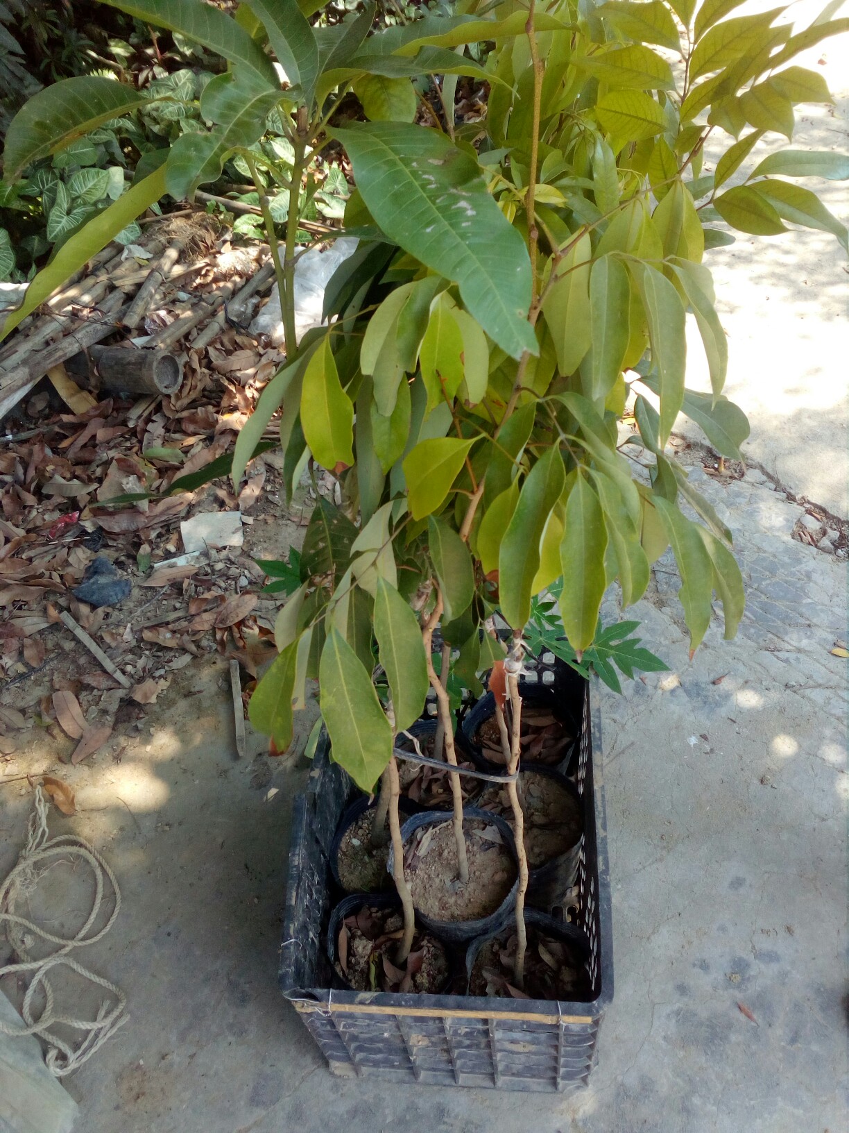 今天本地買的四季芒果,小核荔枝苗