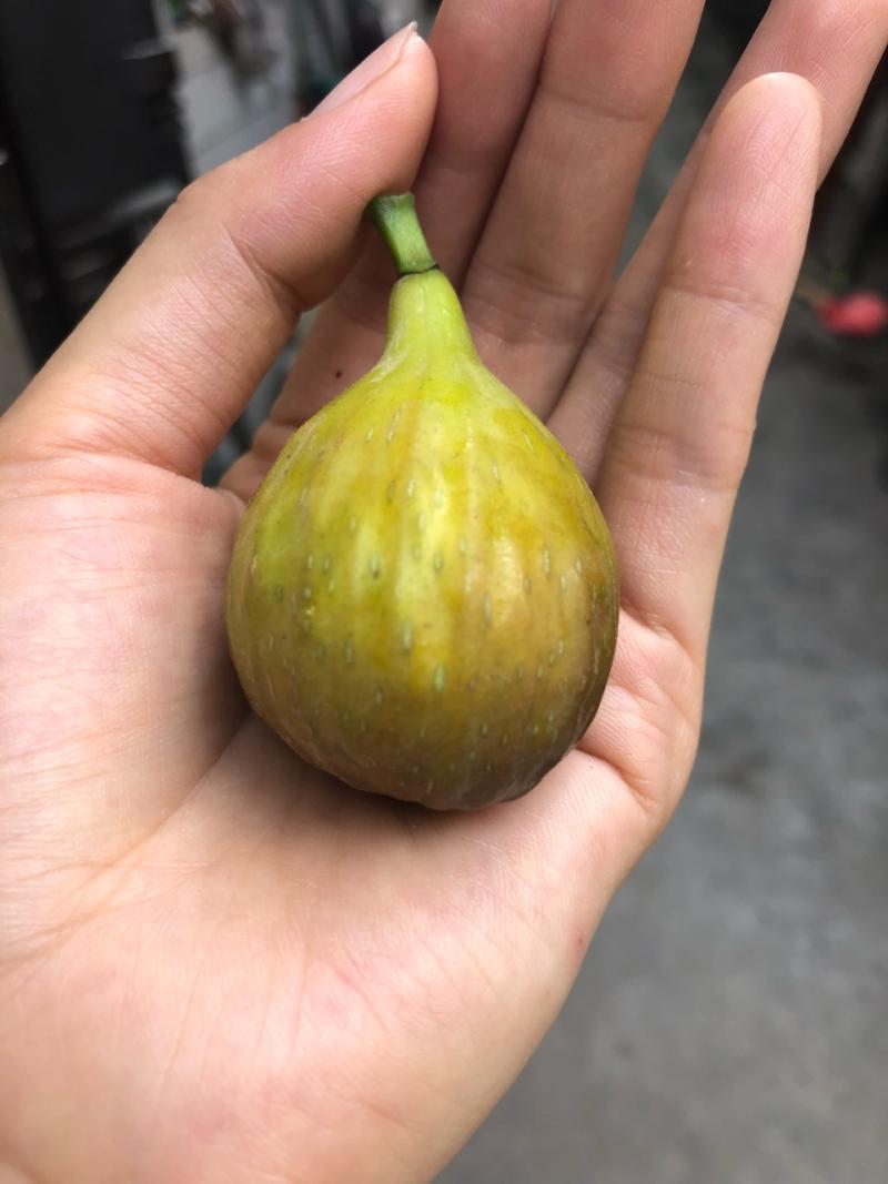 晒果,比一比谁重 - 无花果论坛 - 水果邦农人之家论坛