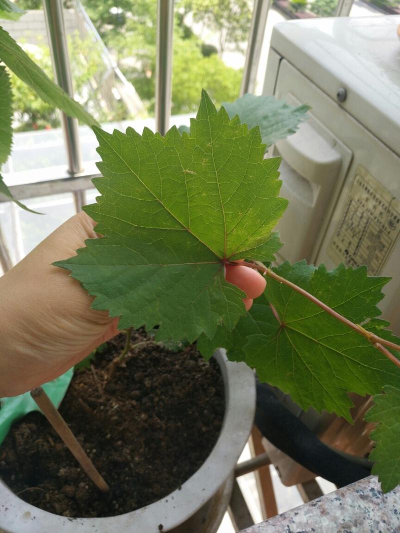 是葡萄还是提子?