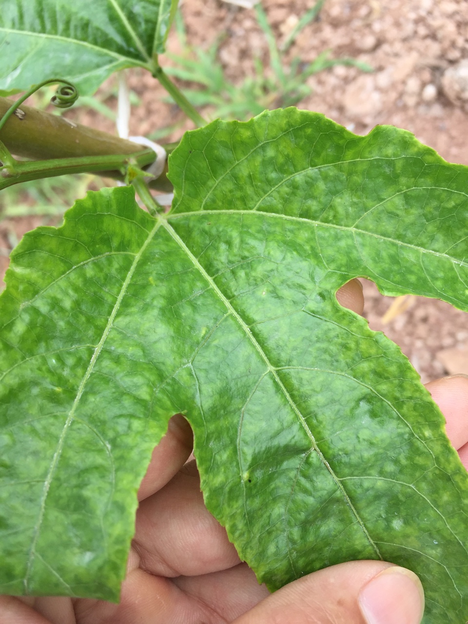 百香果三大病害,个个难缠!