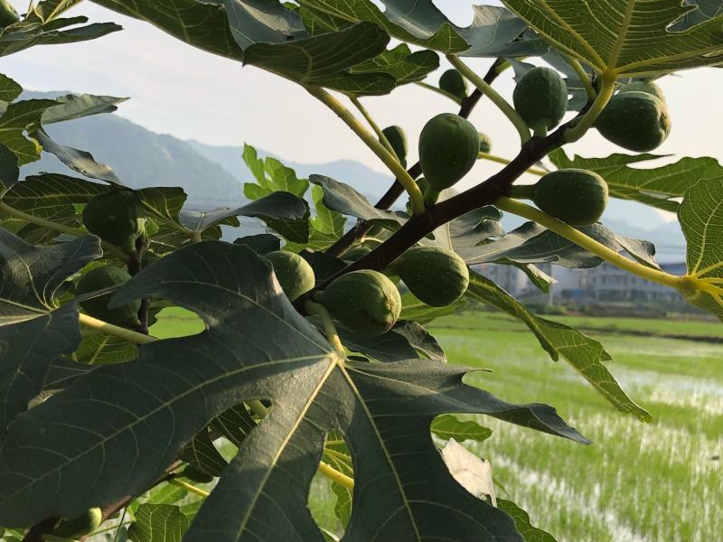 无花果论坛 - 水果邦农人之家论坛