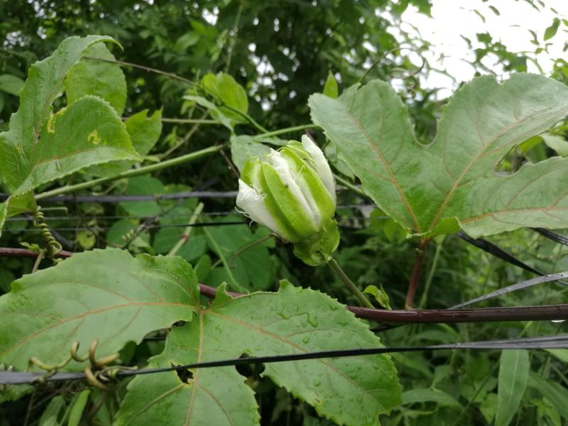 巴西黄金百香果开花了