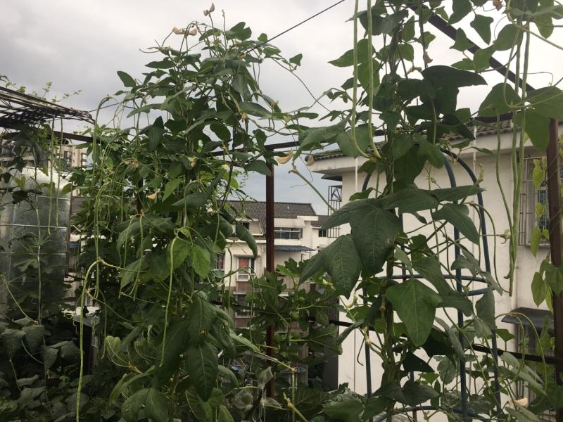 雨后的楼顶瓜果园
