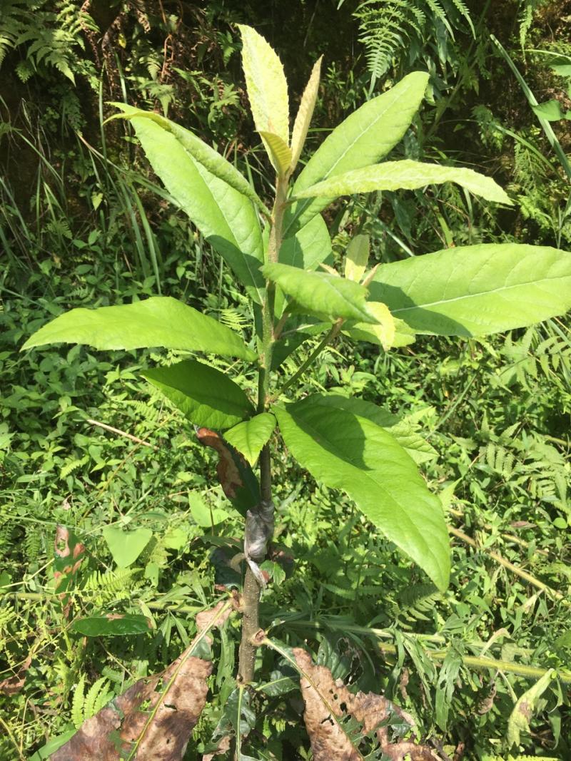 枇杷砧木的选择!各位果友别走弯路了