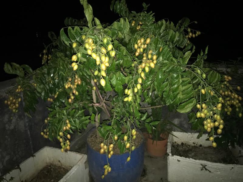 什么品种的黄皮好