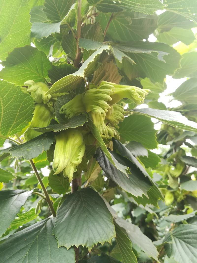 我家平欧大果榛子成熟了