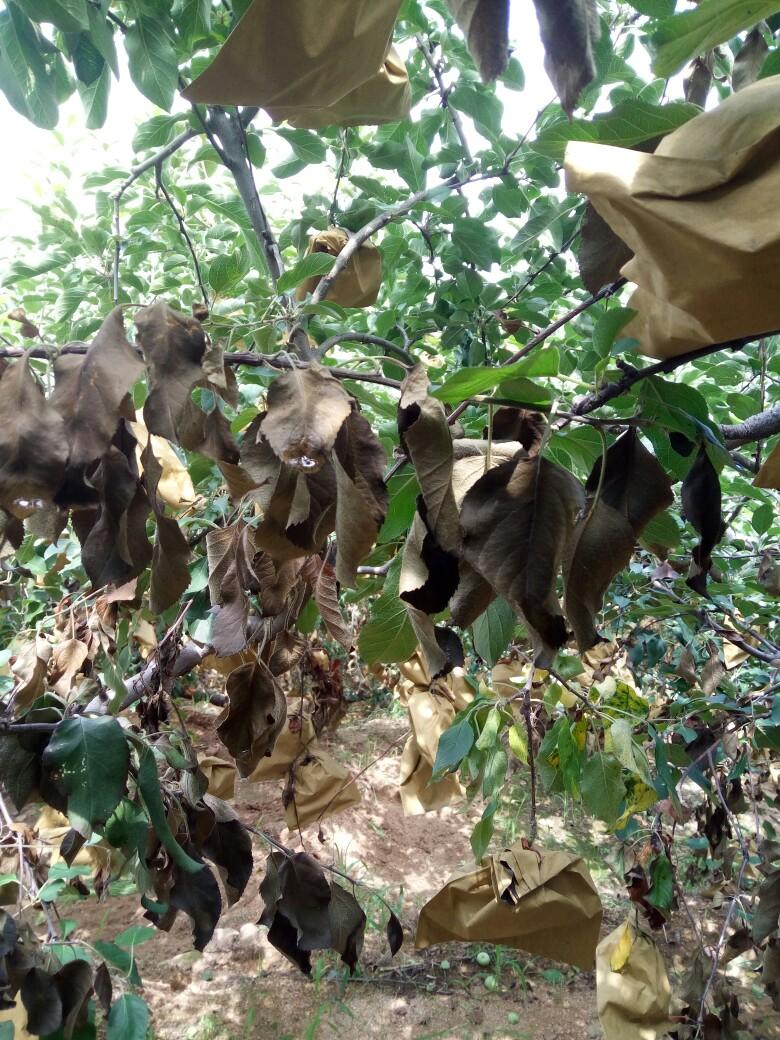 红富士苹果树出现干叶死枝是怎么回事?