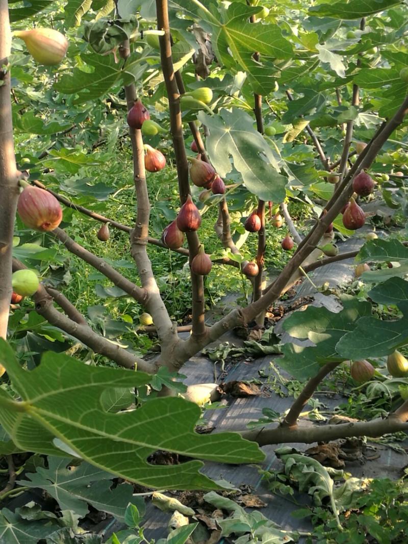 邹氏无花果采摘园