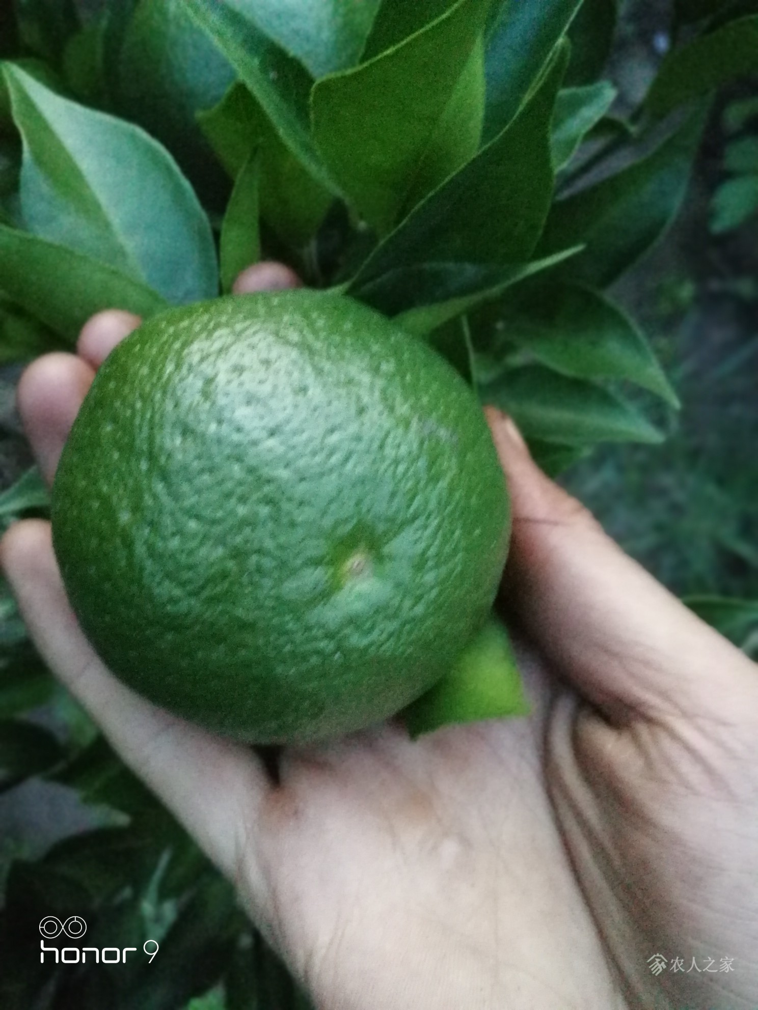 春见和青见的区别是什么意思啊图片(春见和青见哪个好吃) 春见和青见的区别是什么意思啊图片(春见和青见哪个好吃)