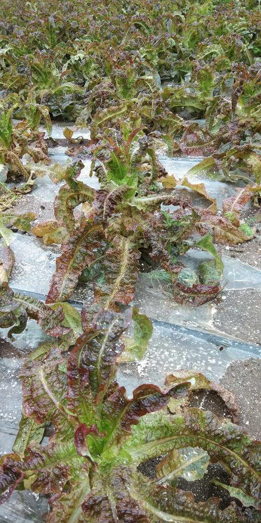 莴笋生病打什么药