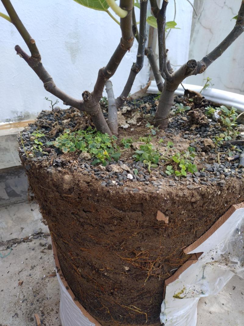 根瘤对于无花果的困惑