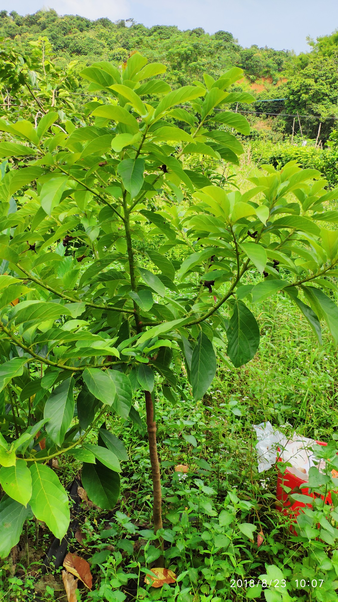 芒,全部成活二合一手指檸檬短孟尖長孟尖珍珠菠蘿地裡的草長得猛兩