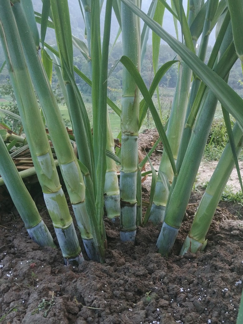 我又来更新甘蔗啦