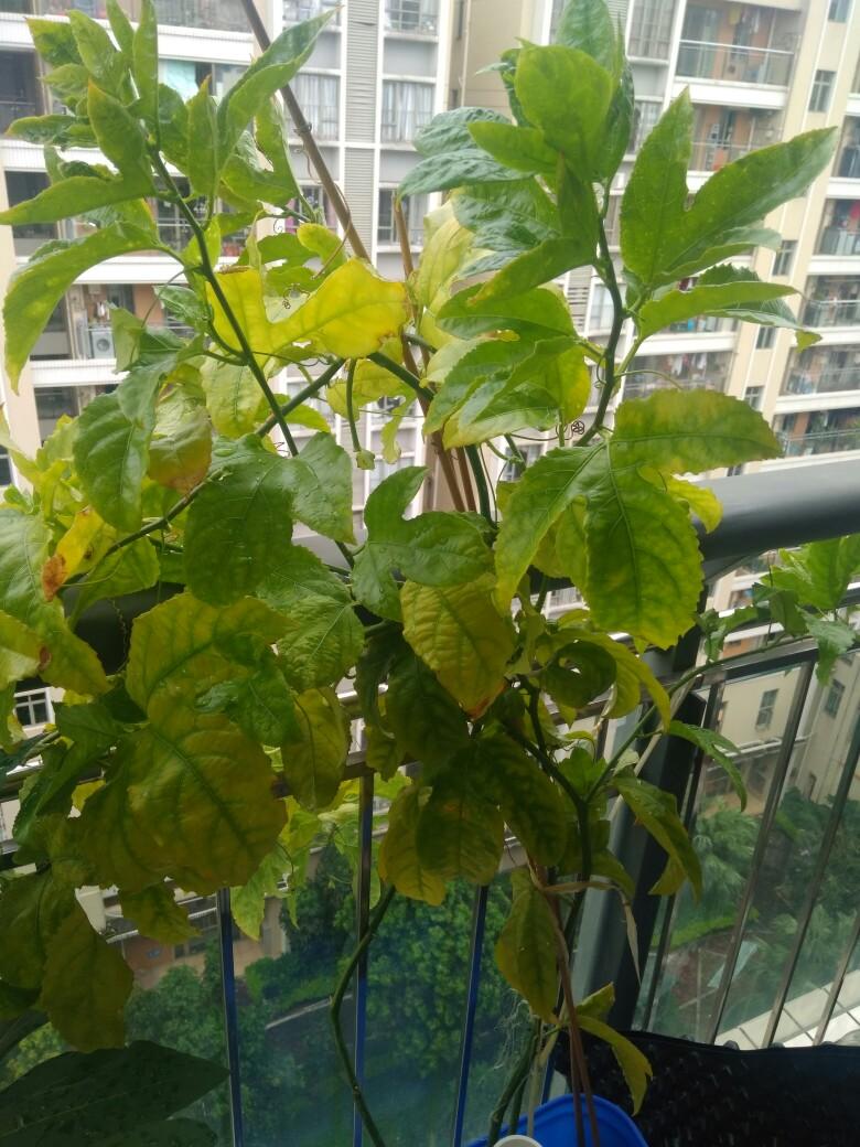 百香果叶子生病了?