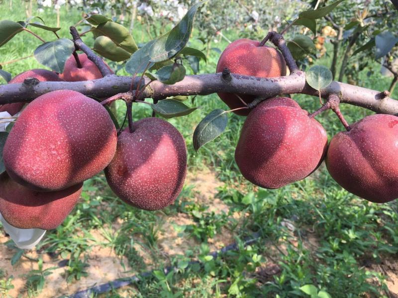 叶县博汇林果第三届奥世红梨交流会圆满结束