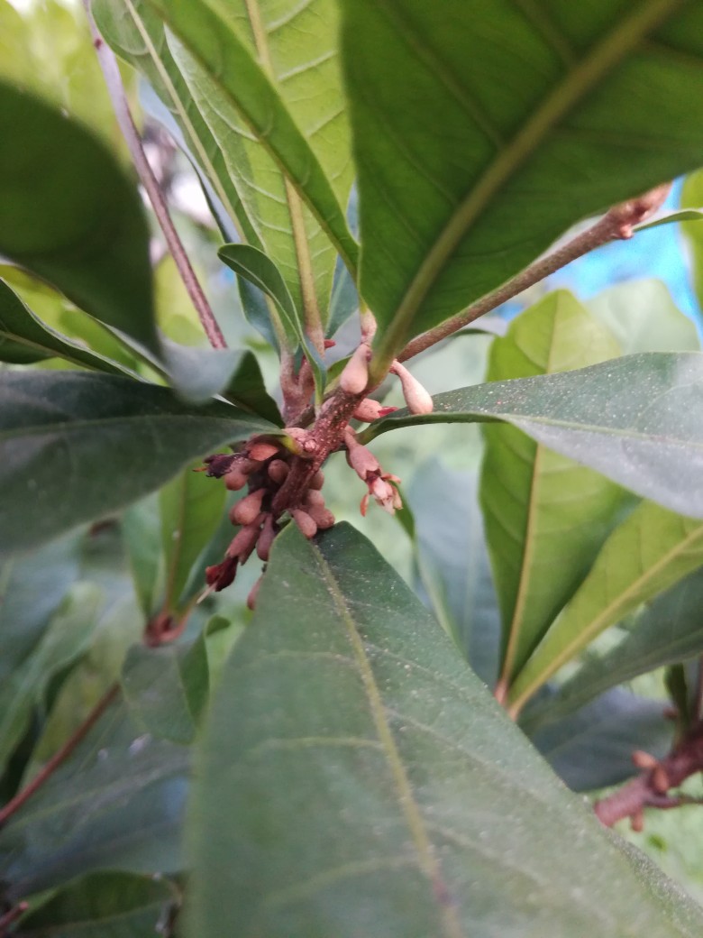 神秘果雌雄花分辨图片图片