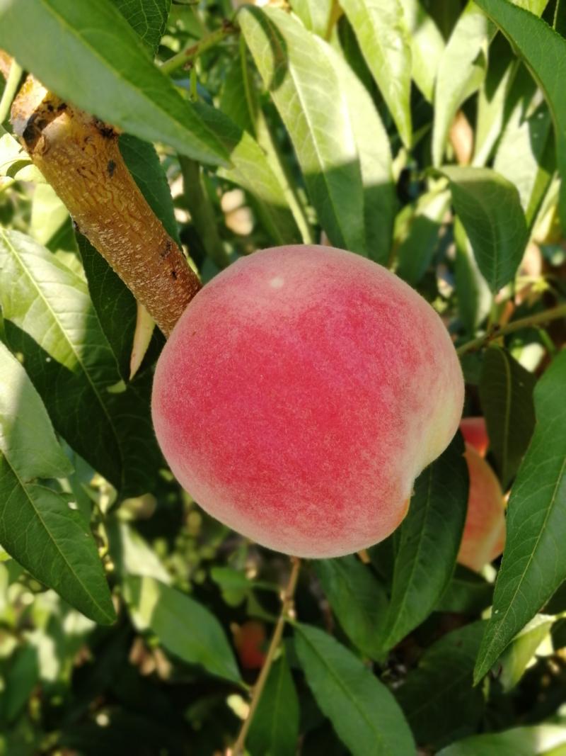 秋甜桃子现摘已成熟