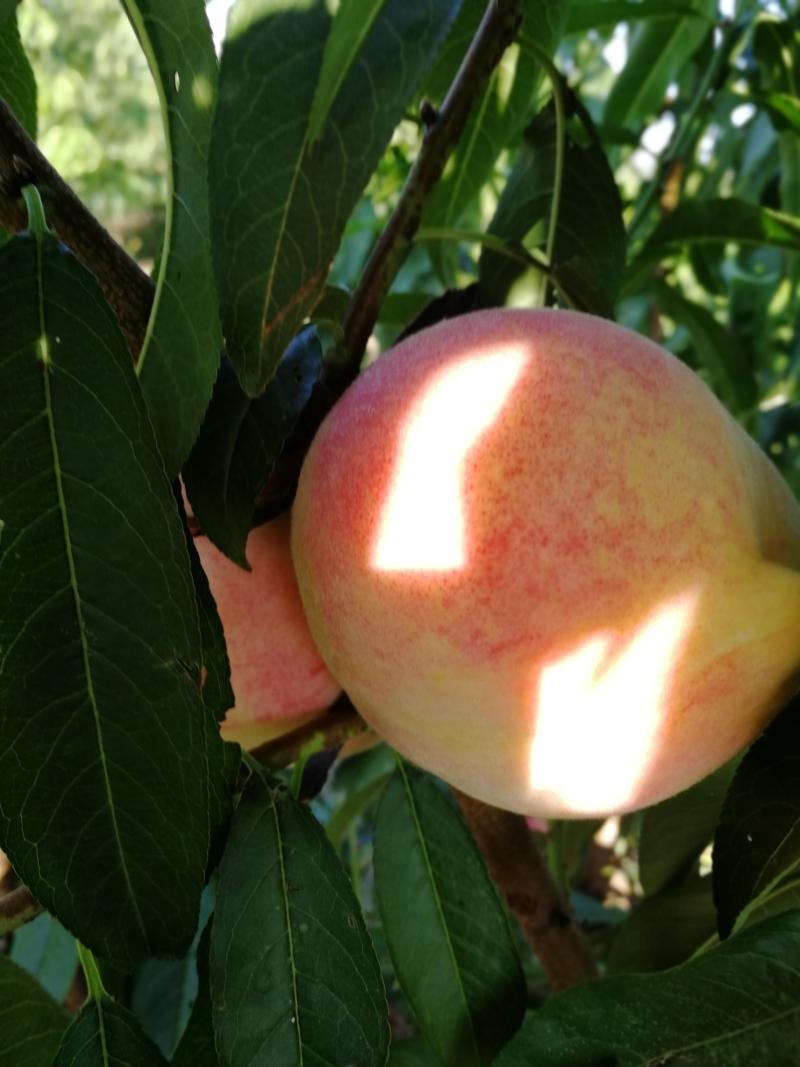 秋甜桃子现摘已成熟