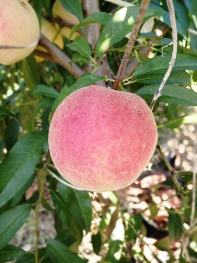 秋甜桃子现摘已成熟