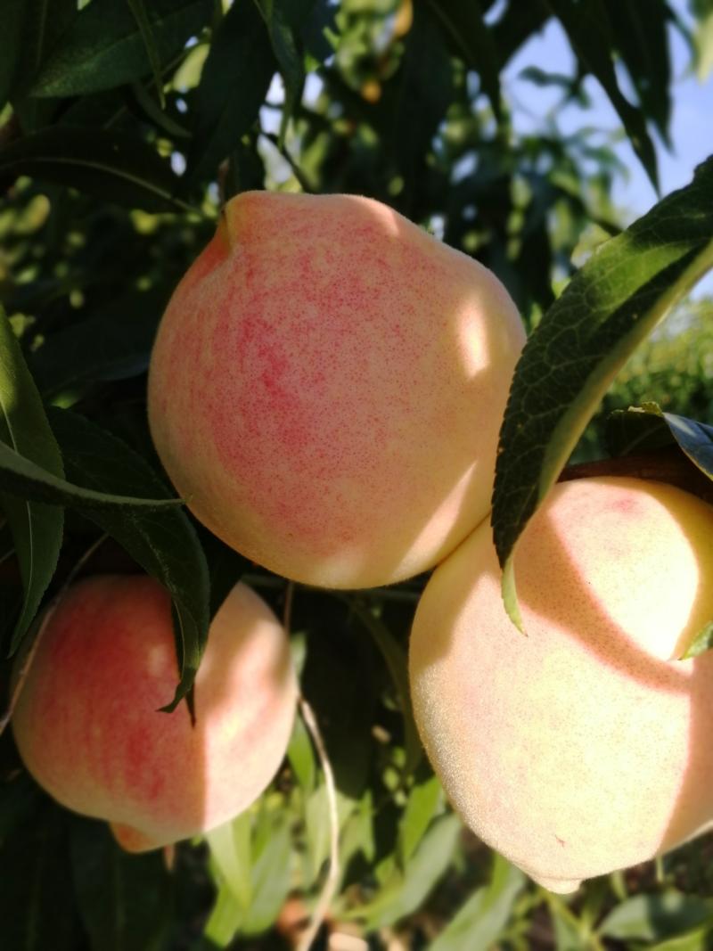 秋甜桃子现摘已成熟