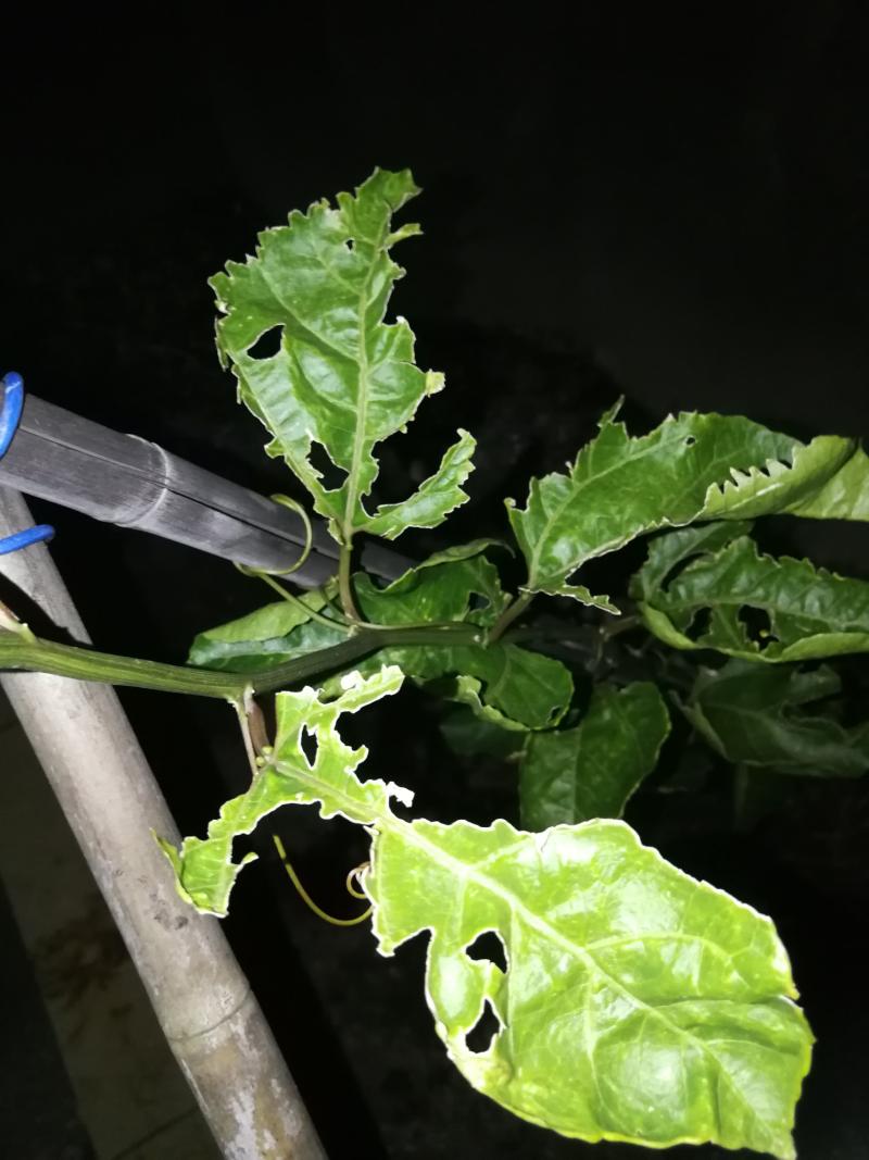 论坛 69 ≡南方果树区≡ 69 百香果论坛 69 请问是什么虫咬的?