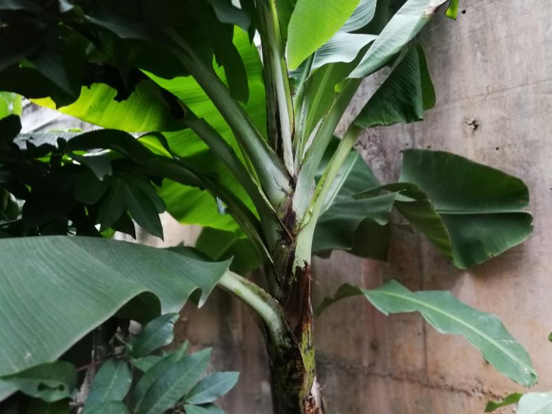 山上挖的蕉树三月种到现在看似香蕉