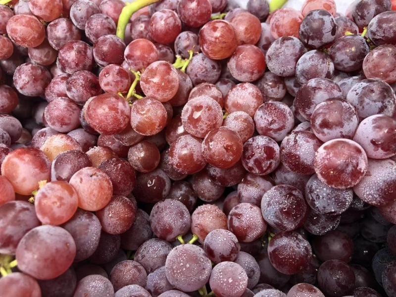 玻璃脆是什么品种葡萄喔