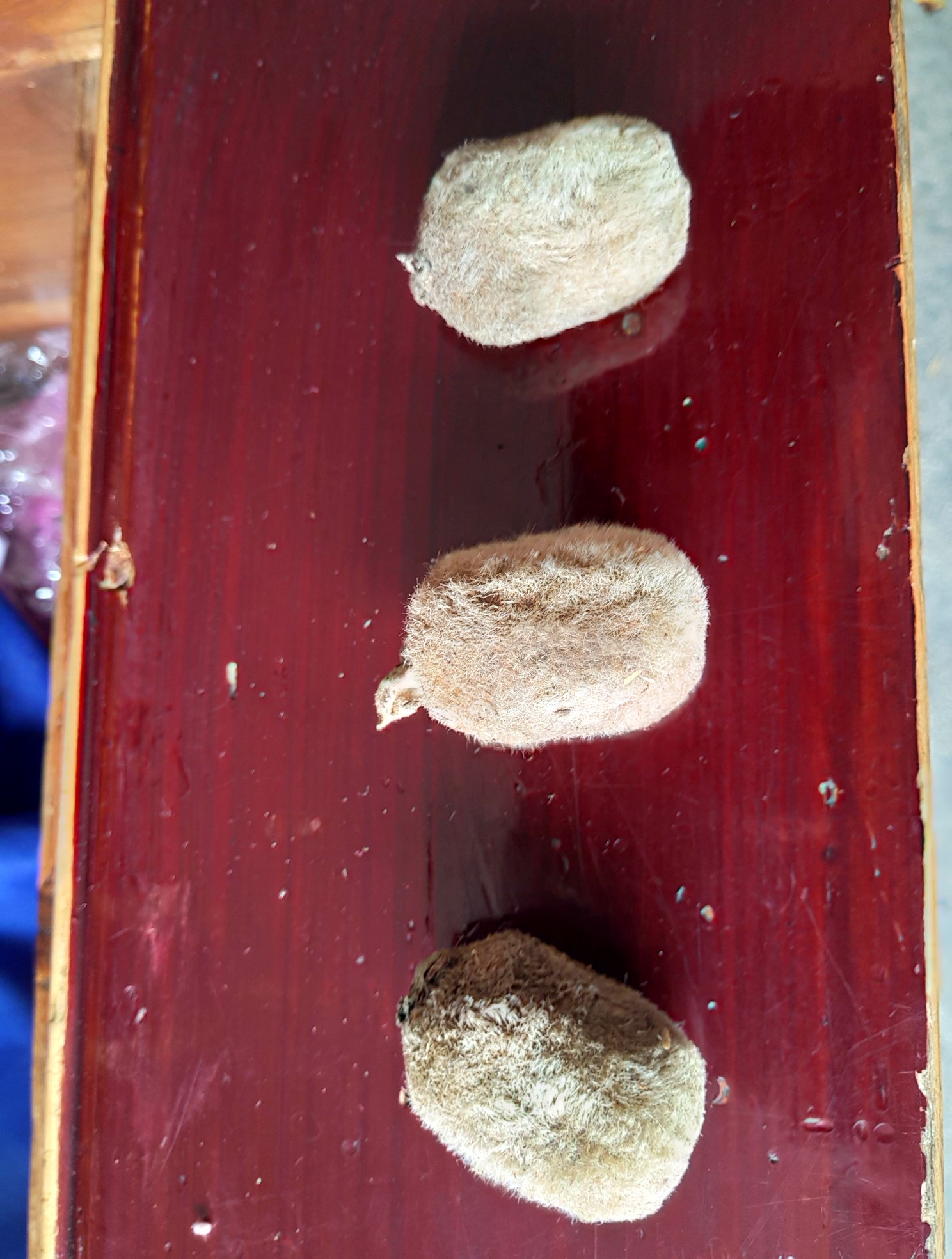 野生白毛猕猴桃